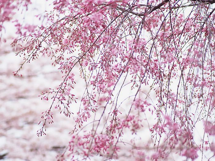 Buds of Cherry Blossom Wallpaper 34 - Wallcoo.net