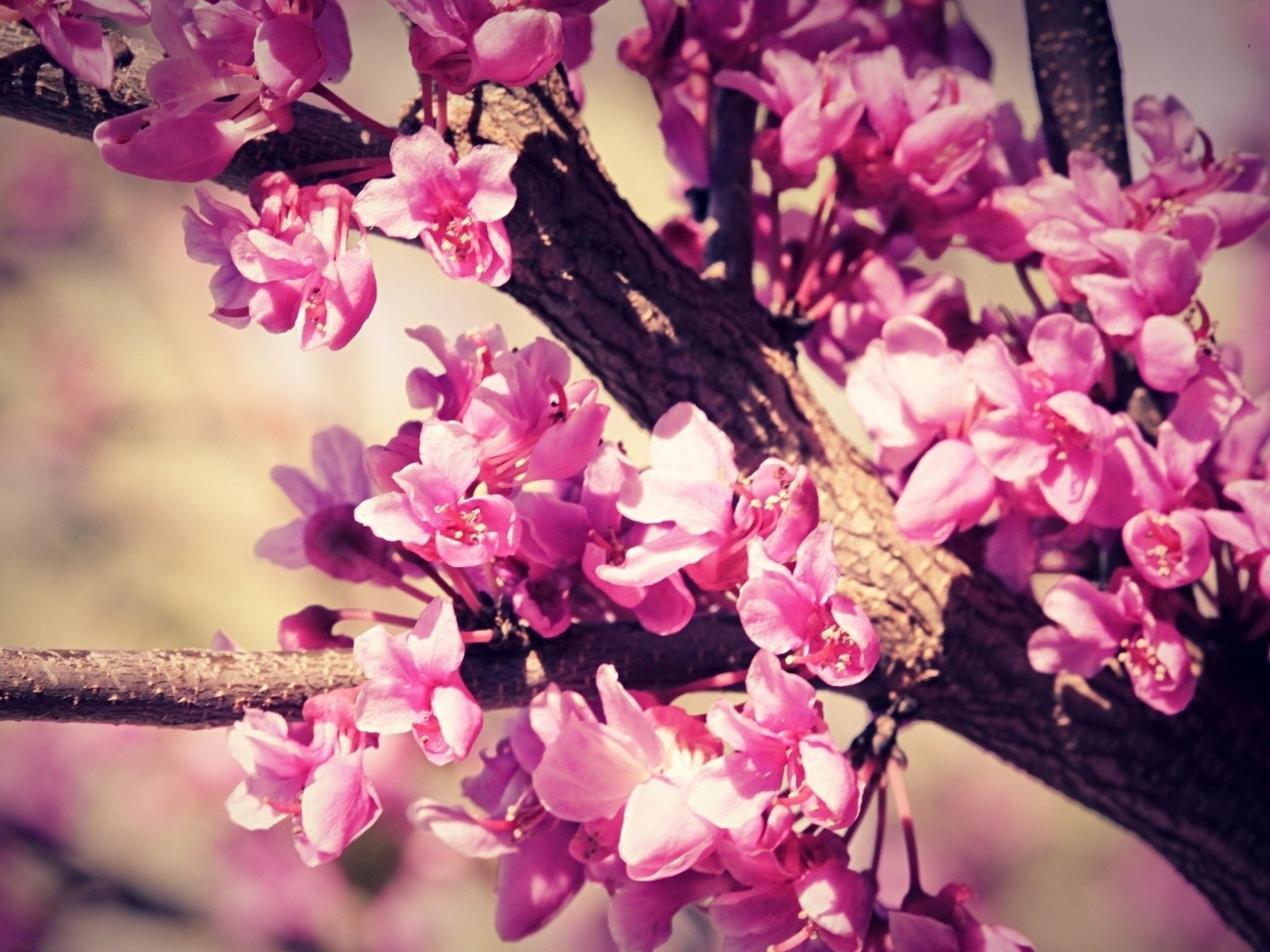 Cherry Blossoms Sakura Tree Cat Pink Nature Free Hd Wallpaper with