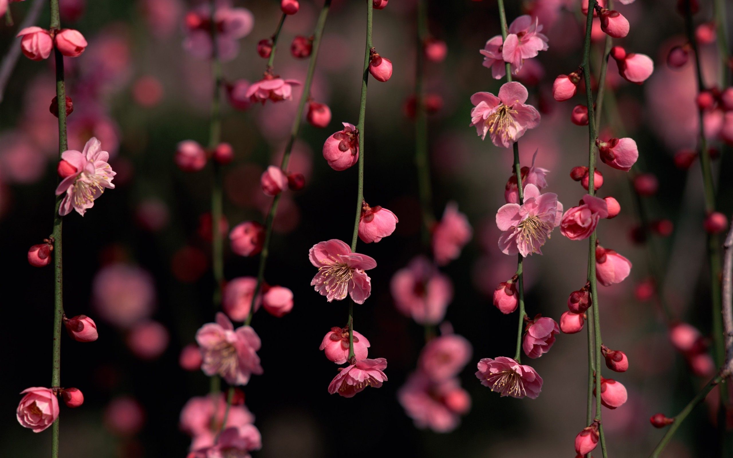 desktop-sakura-flower-images-wallpaper.jpg