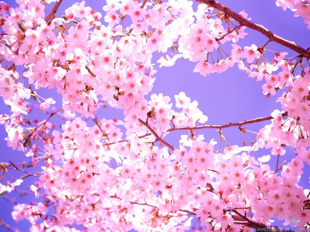 Beautiful Sakura Flower wallpaper | 1024x768 | #22595