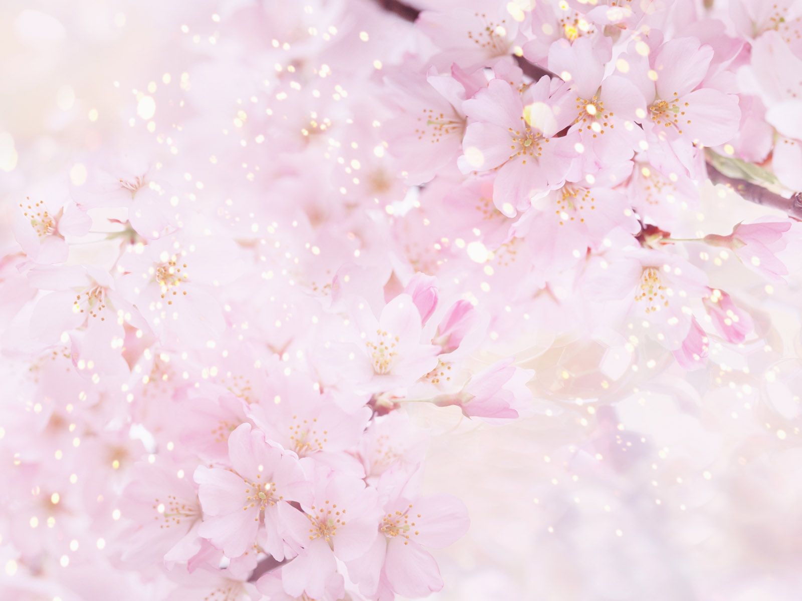 Sakura Flower Wallpaper - All Wallpapers New