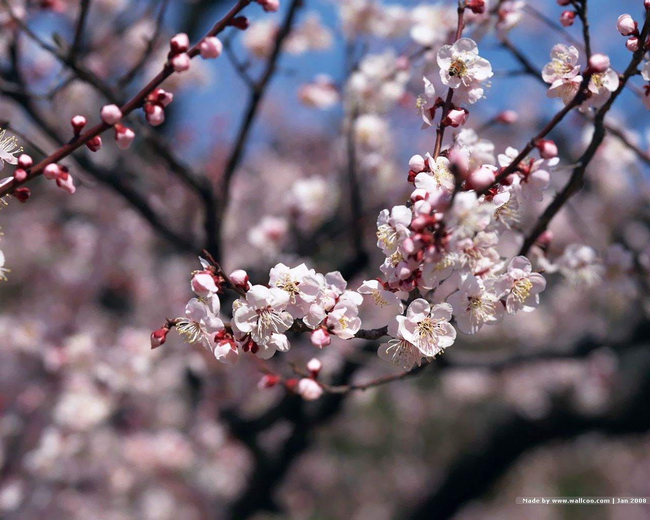 1280x1024 Japanese Sakura Photos - Japanese Cherry Blossom ...
