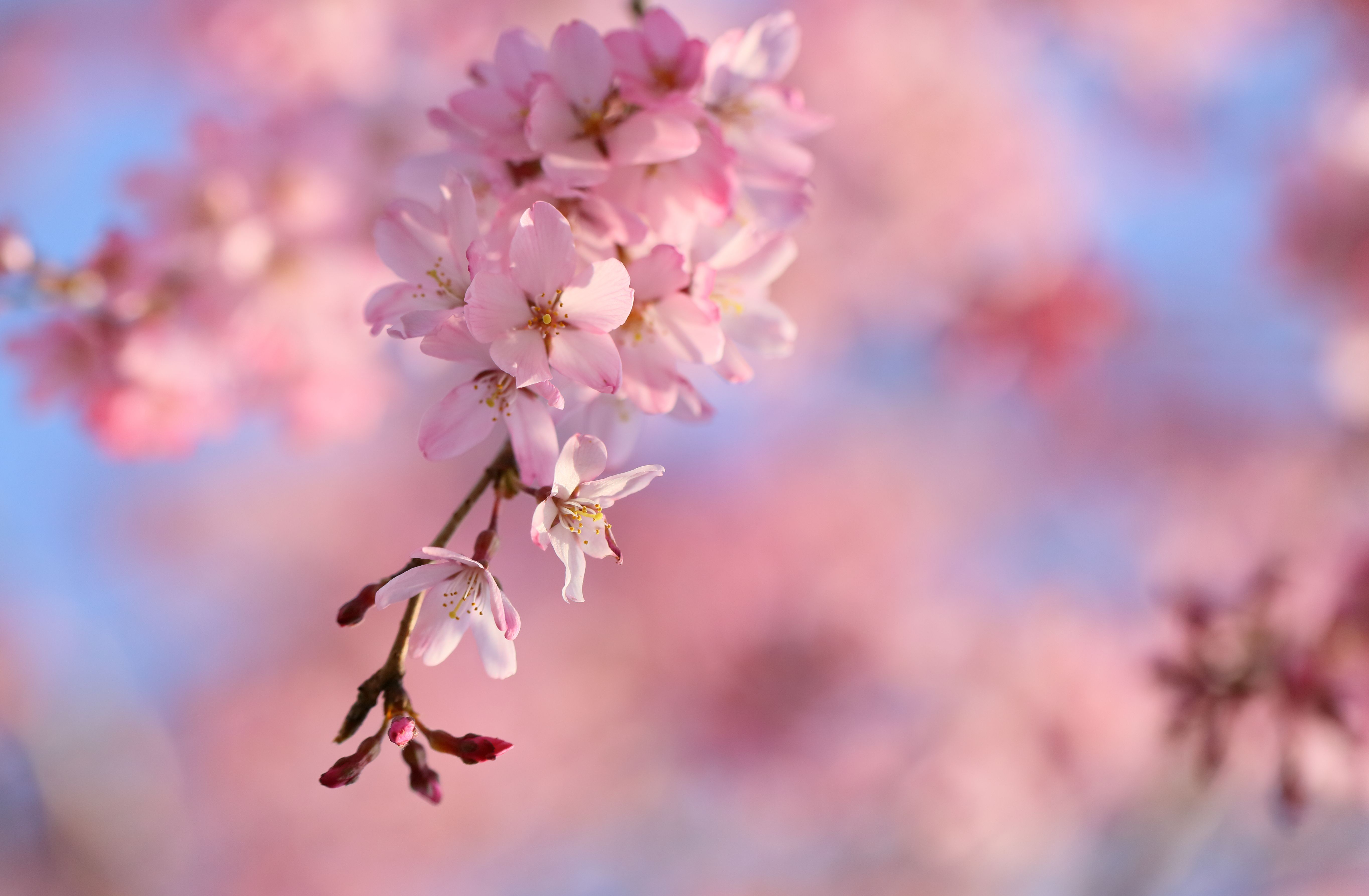 Drooping cherry blossoms Computer Wallpapers, Desktop Backgrounds ...