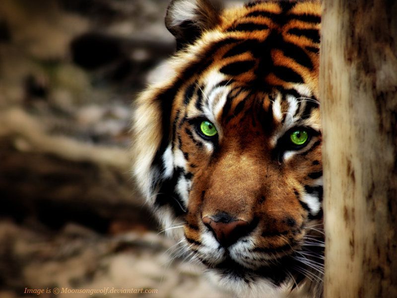 Shy Sumatran Tiger Wallpaper by MoonsongWolf on DeviantArt