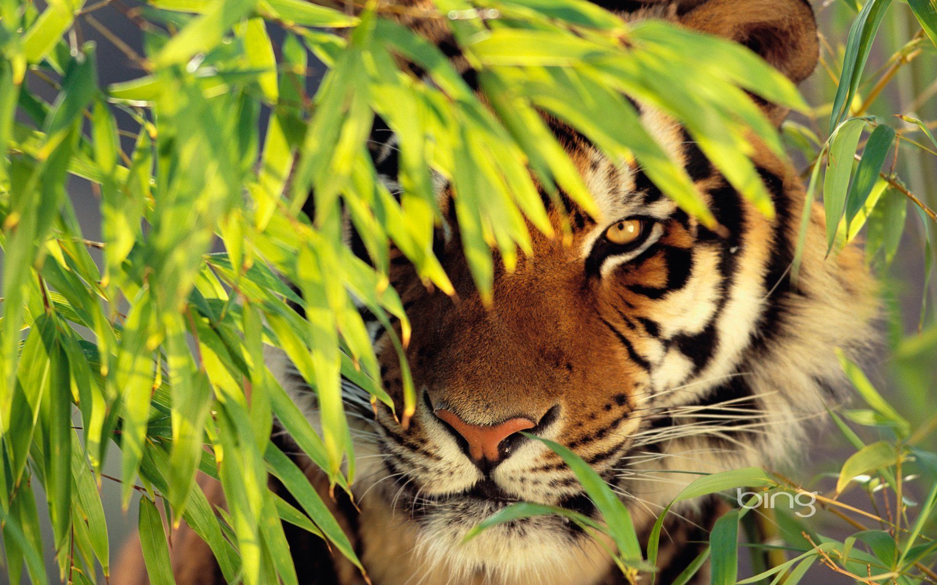 Animal tiger bing background | Daily pics update | HD Wallpapers ...