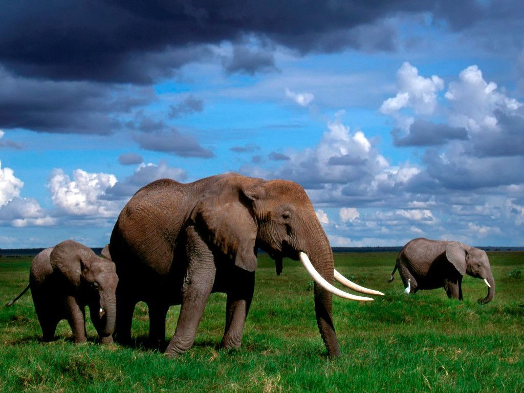 Elephant Wallpapers HD Pictures | One HD Wallpaper Pictures ...