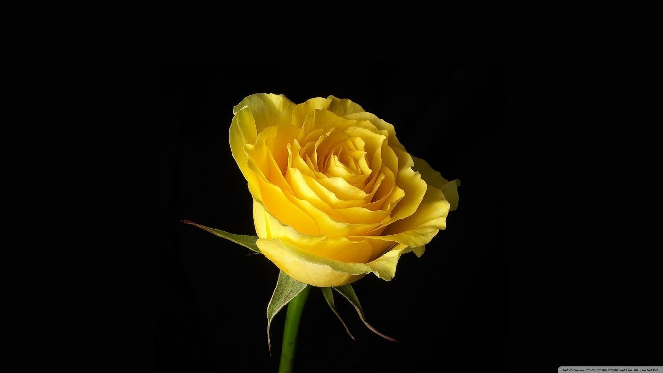 Yellow Rose On Black Background HD desktop wallpaper Widescreen