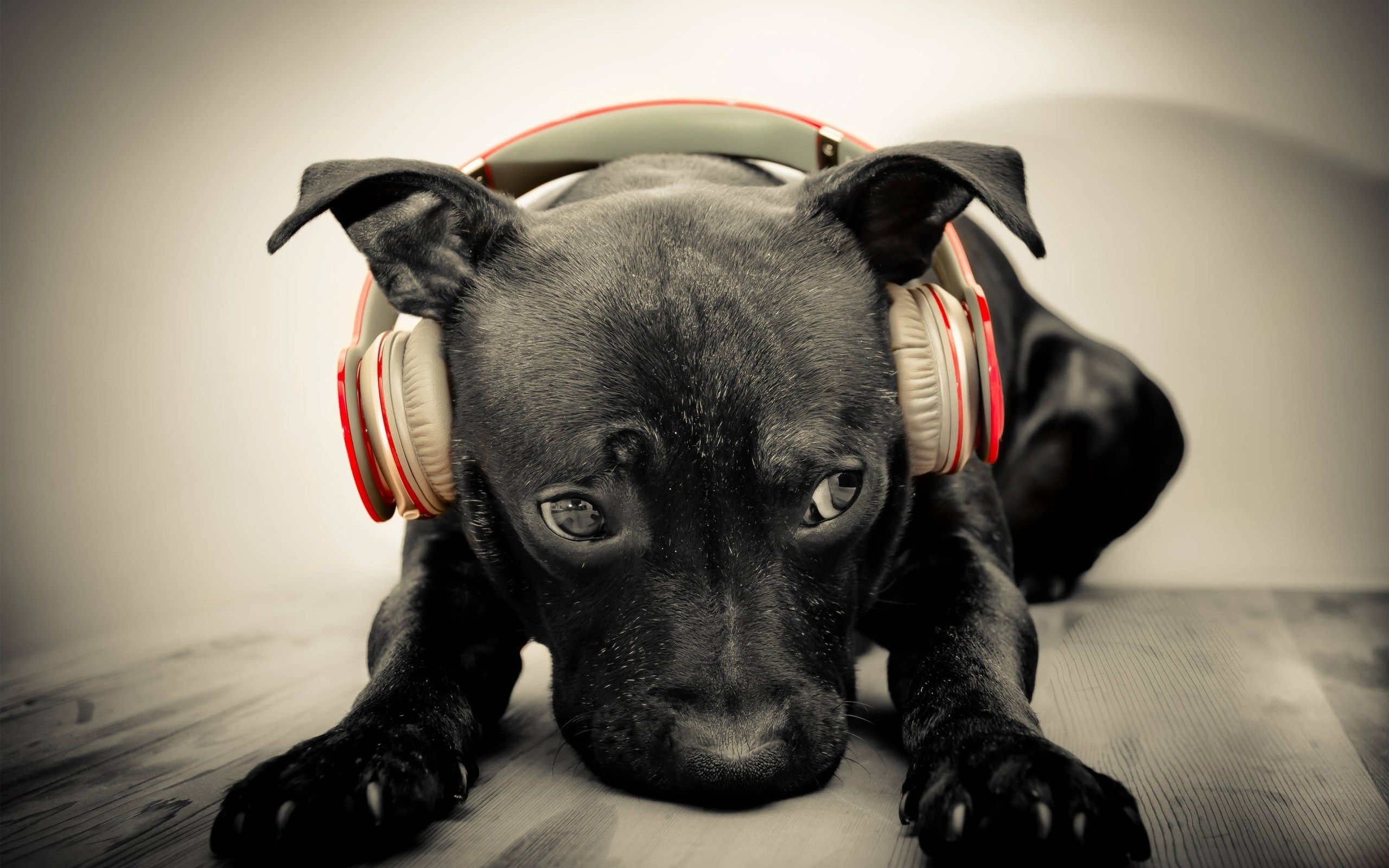 cute-dog-headphones-music-wallpaper.jpg