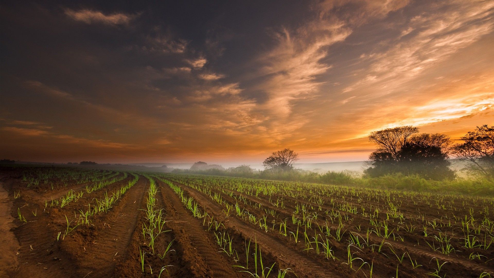 Neat rows of young corn seedlings wallpapers and images ...