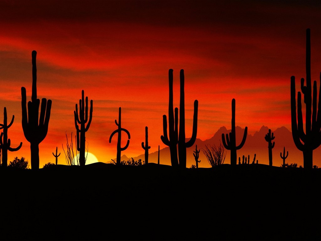 Saguaros, Sonoran Desert, Arizona Nature Life Desktop Wallpaper