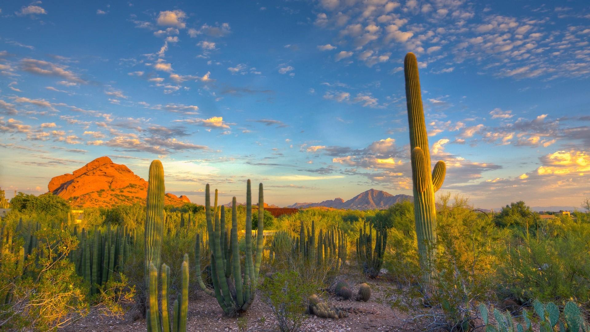 Nature mountain arizona desert landscape cacti - High resolution