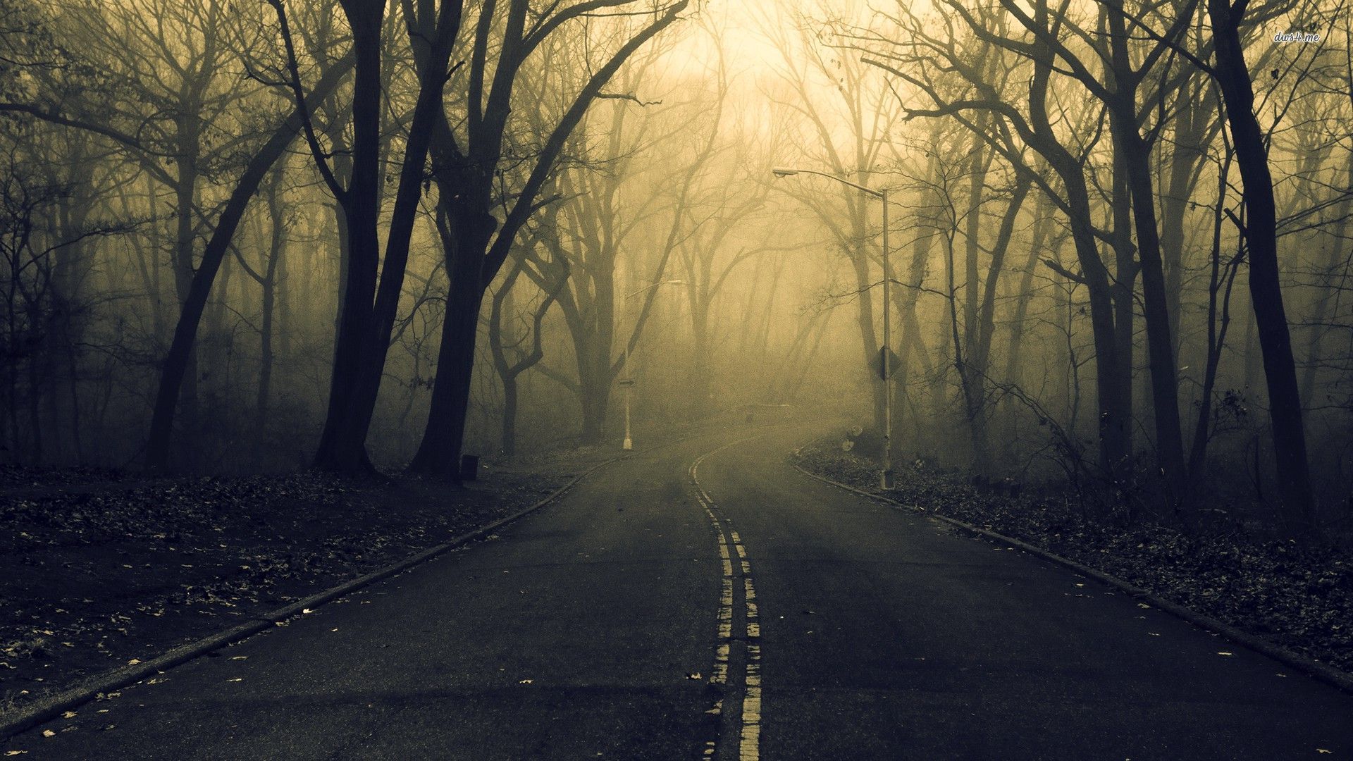 Road through the misty forest wallpaper - Nature wallpapers -