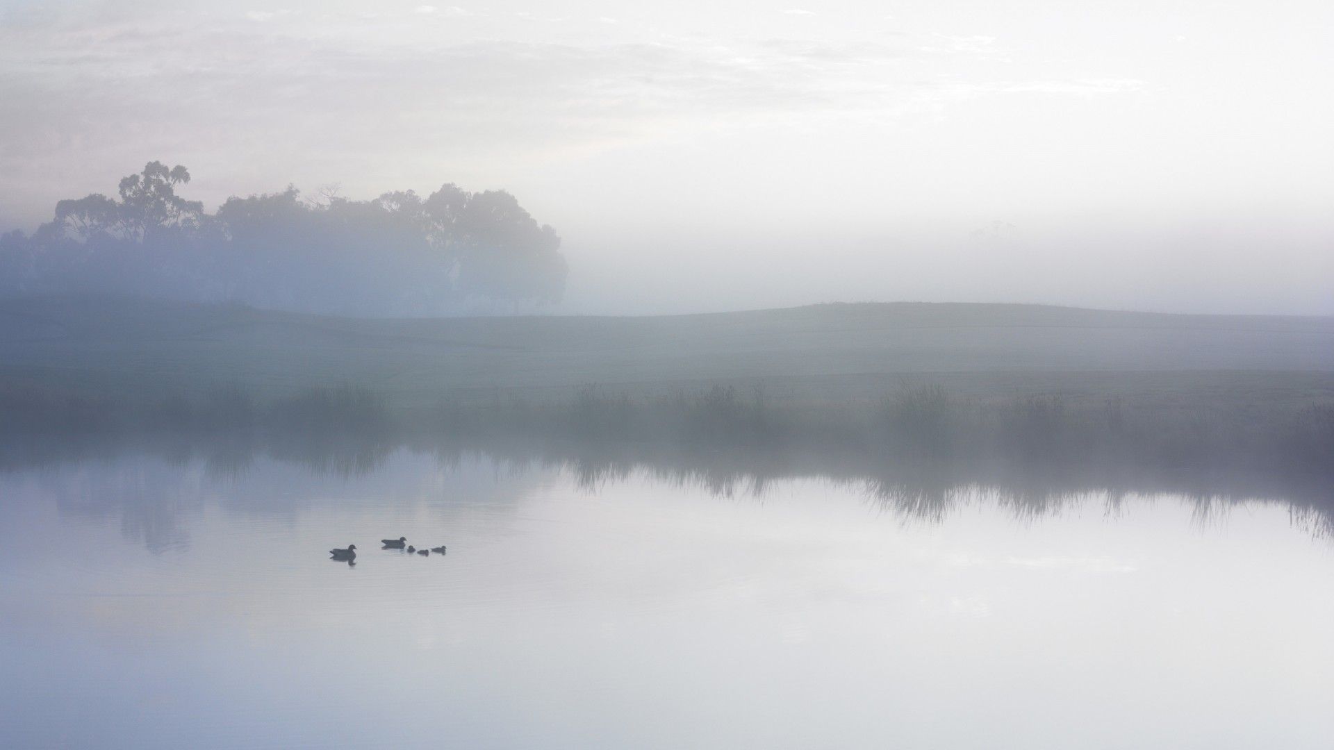 Ducks on a misty pond wallpaper - HD Wallpapers