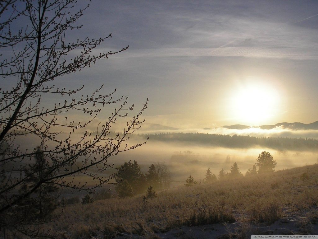 Winter Misty Forest HD desktop wallpaper : High Definition ...
