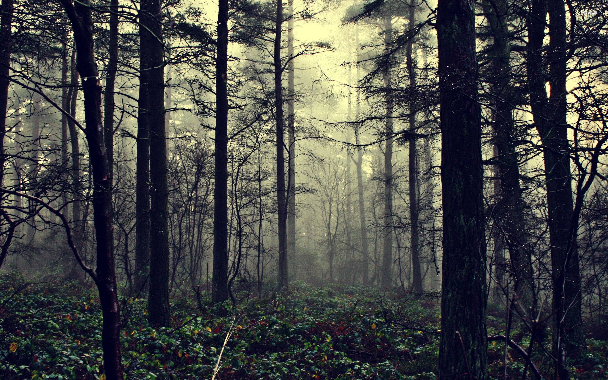 Misty Forest HD Wallpaper PC | Wallusia.com