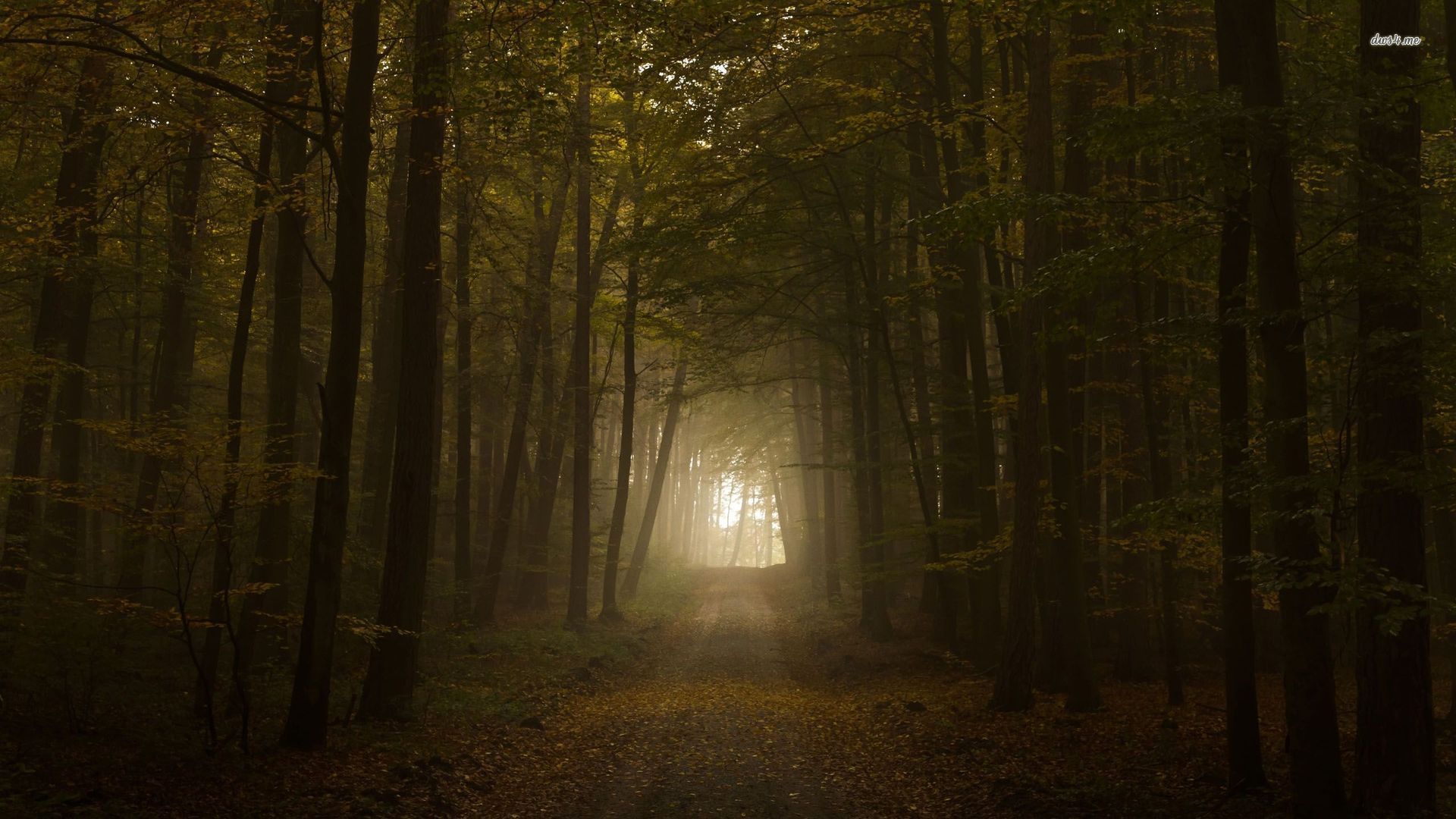 Road through the misty woods wallpaper - Nature wallpapers - #26970