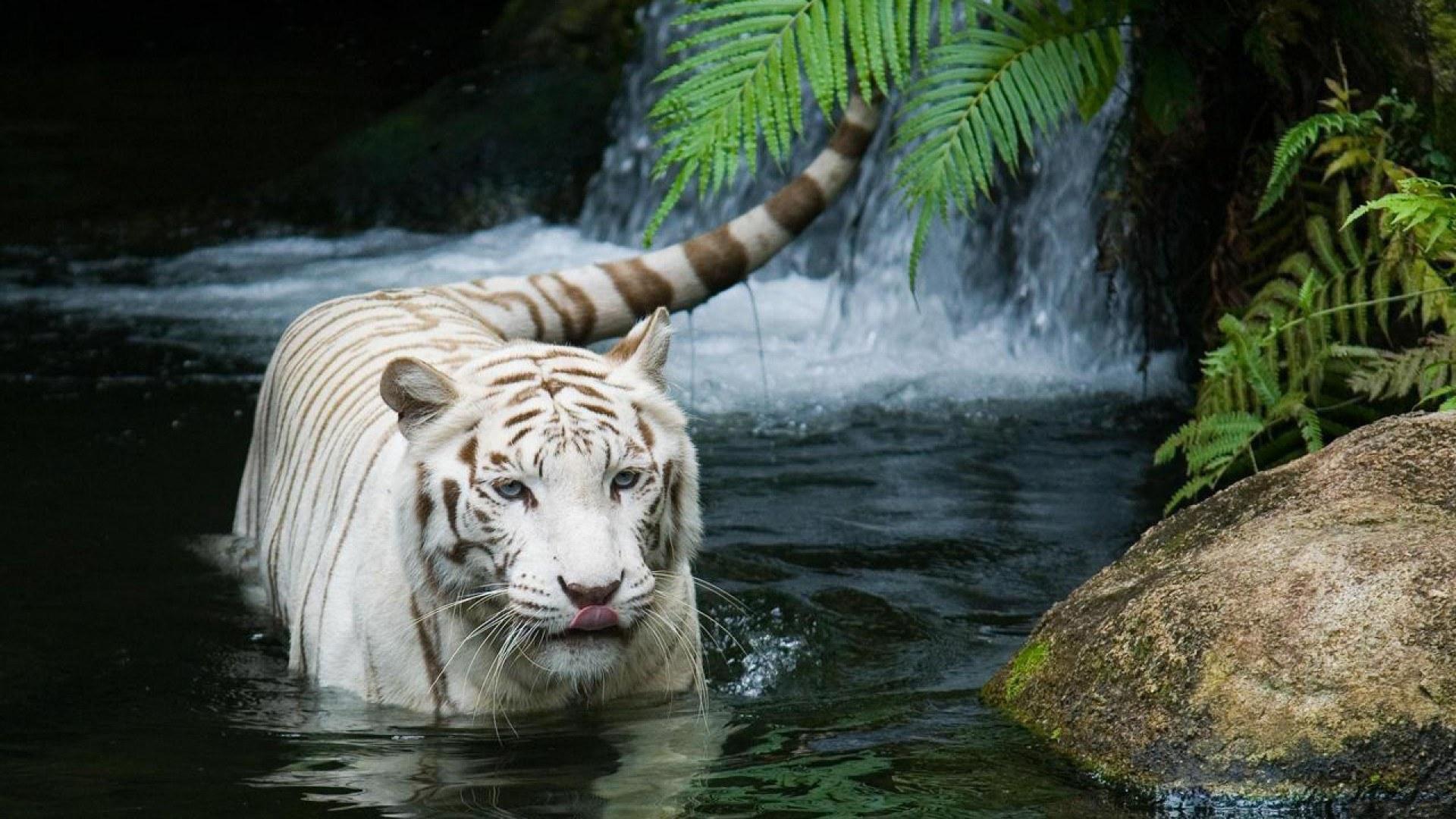 White Tiger HQ Background Download HD Backgrounds