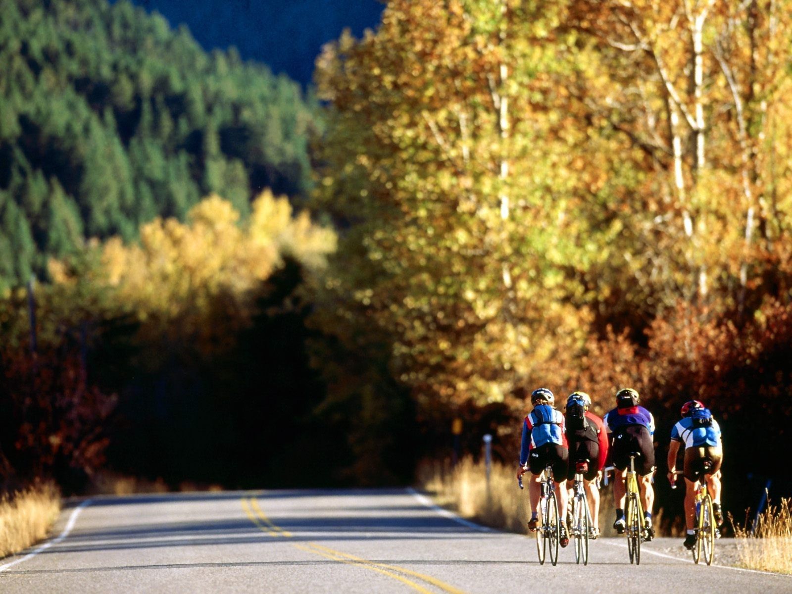 bicycles, groups, canyon, cycling :: Wallpapers