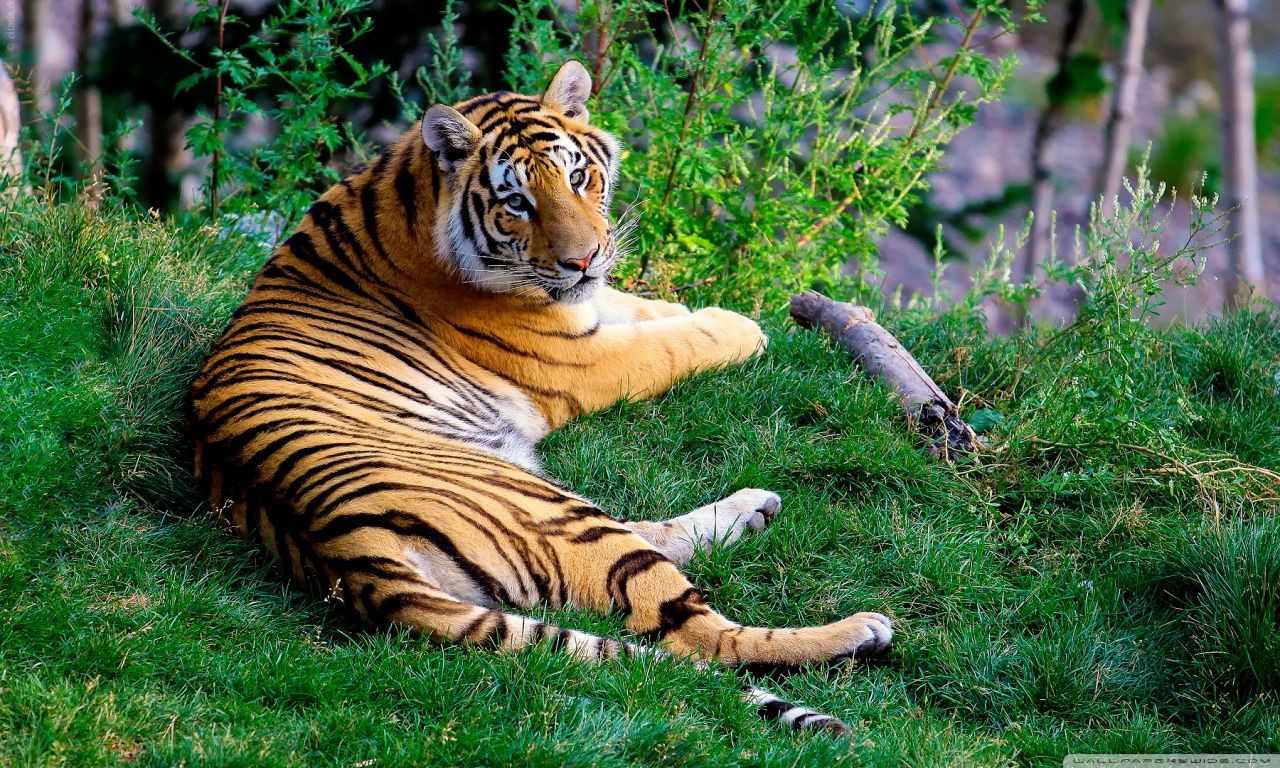 Tiger Resting On Green Grass HD desktop wallpaper Widescreen