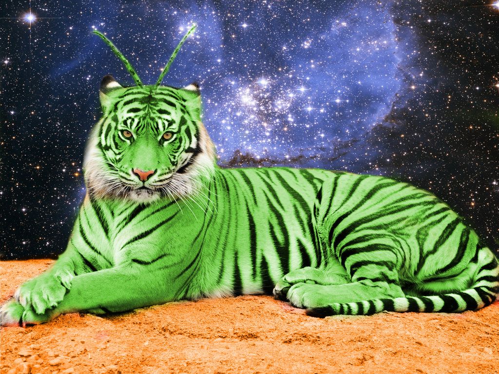 Tiger HD Desktop Wallpapers