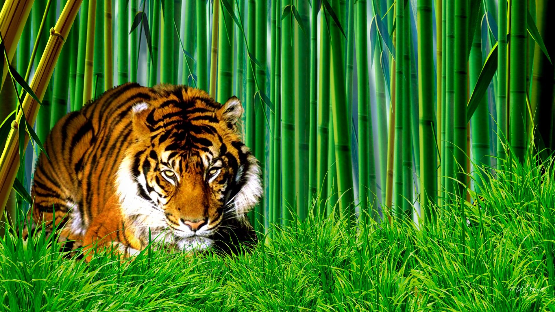 Tiger hd wallpaper 0356