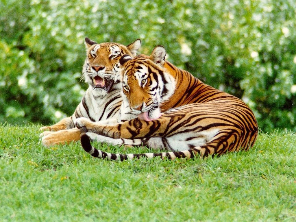 Tiger Wallpaper - Tigers Wallpaper (9981517) - Fanpop