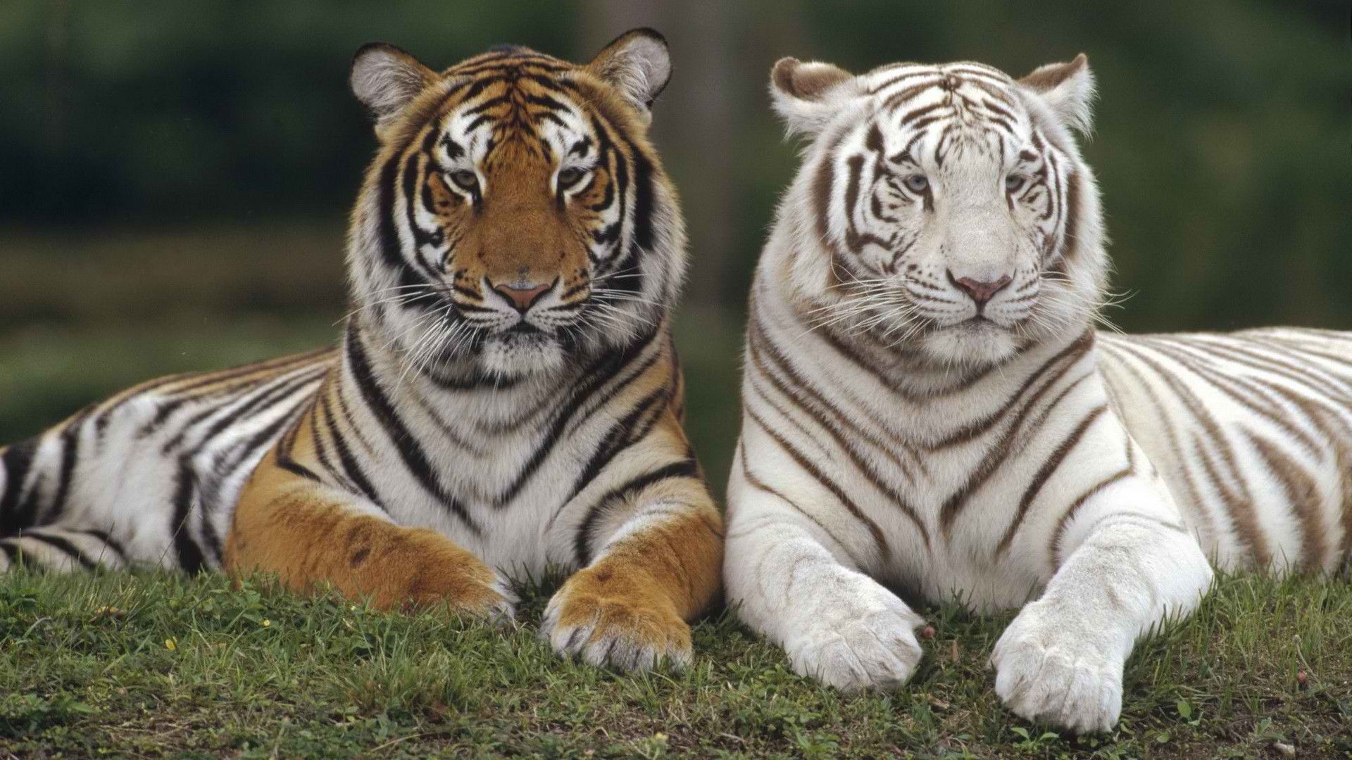 All About Tigers - Widescreen HD Wallpapers