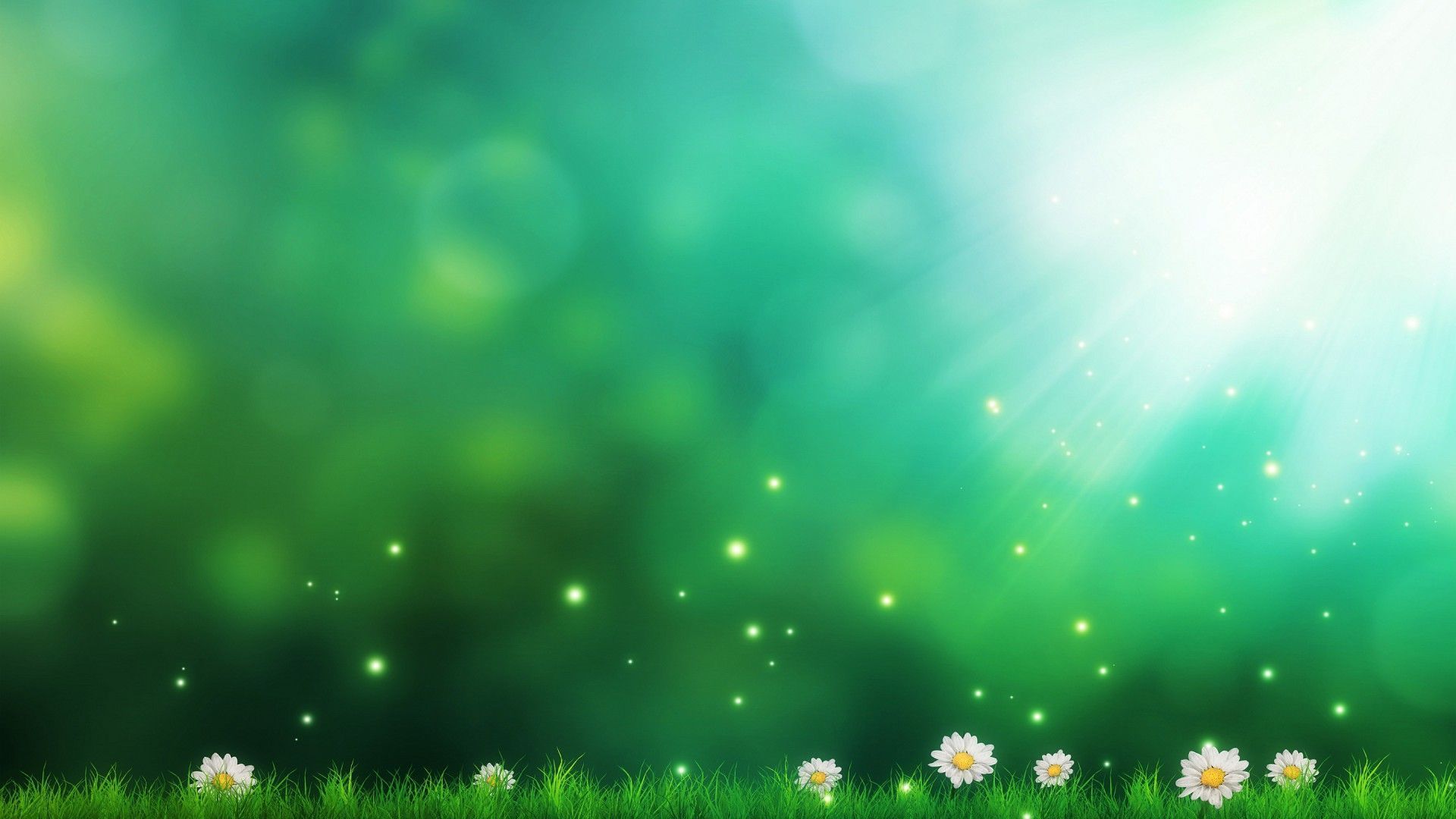 Daisies Green Background | HD Wallpapers