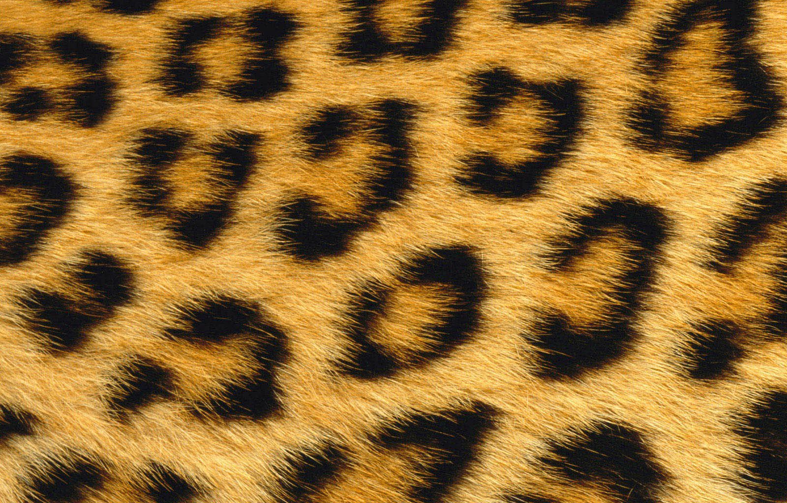 Download Abstract Cool Desktop Pictures Leopard Wallpaper | Full ...