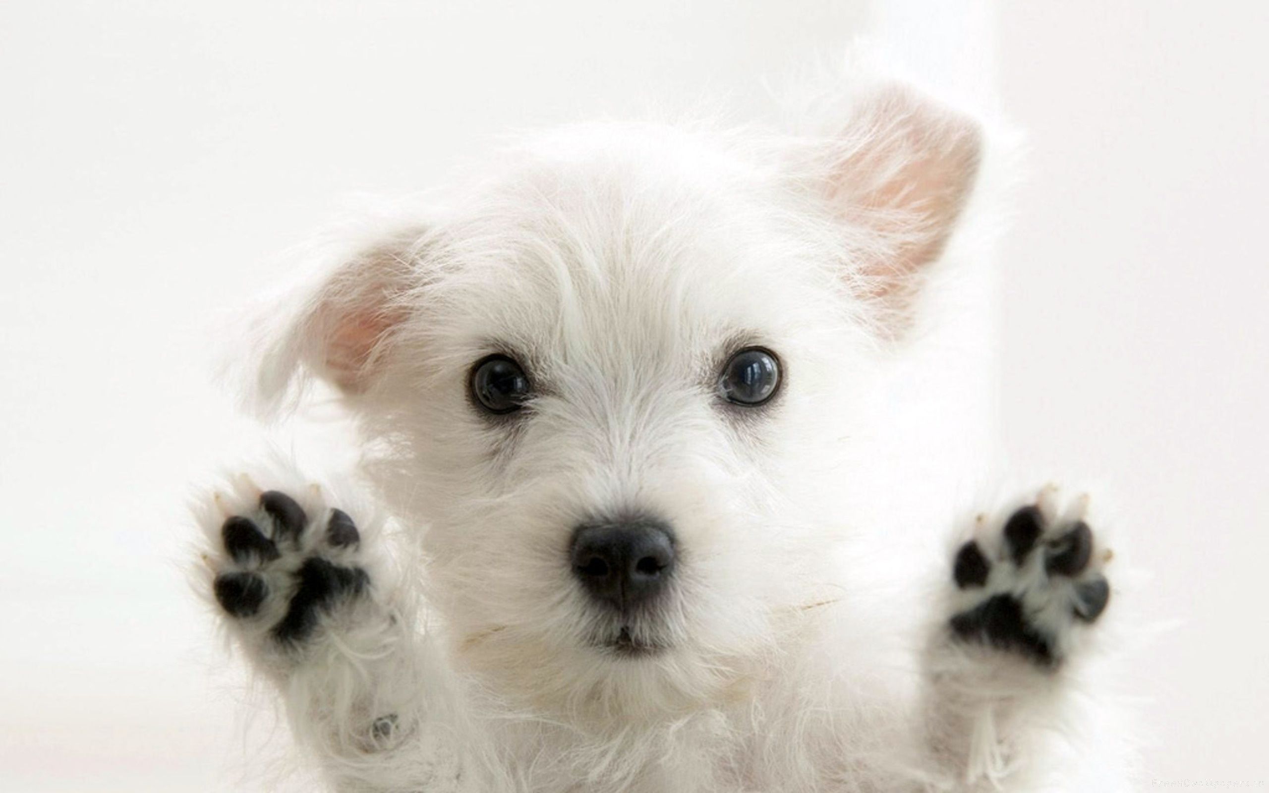 Jestingstock.com Cute Baby Dogs Wallpaper