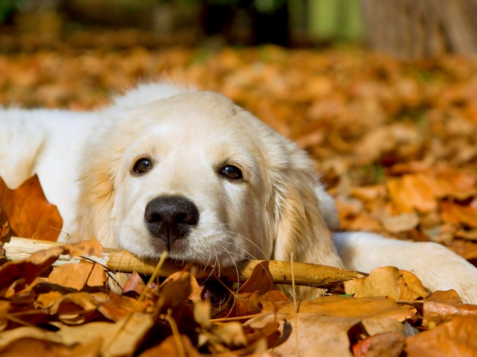 Cute Dogs Wallpapers HD Group 96 