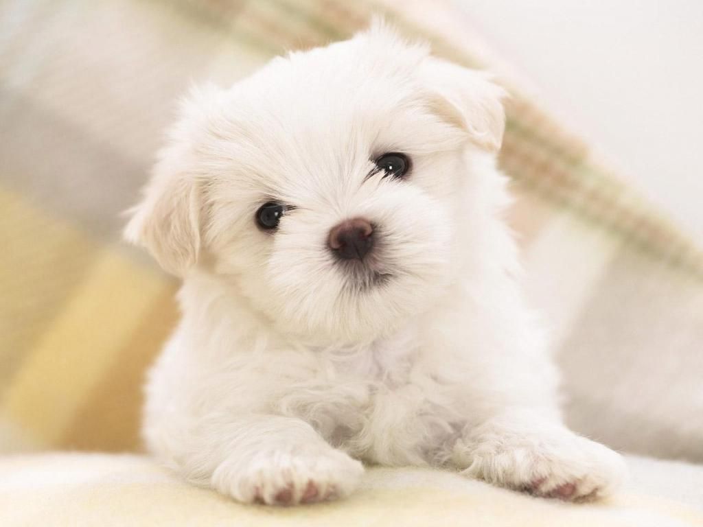 Download Free Cute Dog Wallpaper HD for Android - The Quotes Land