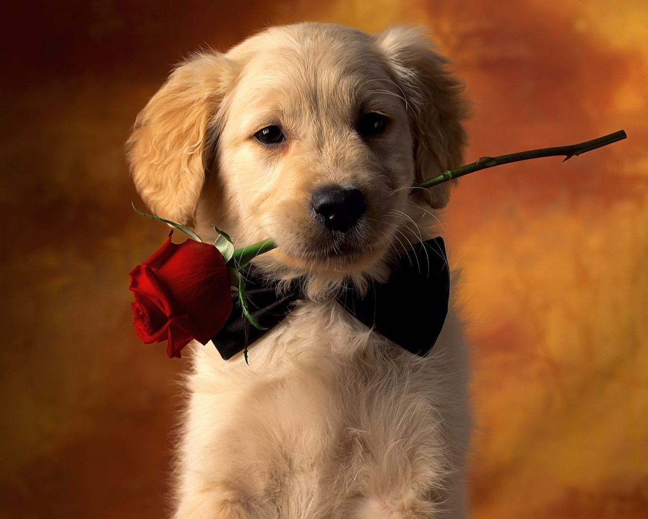 Cute Dog Wallpaper | Full HD Pictures