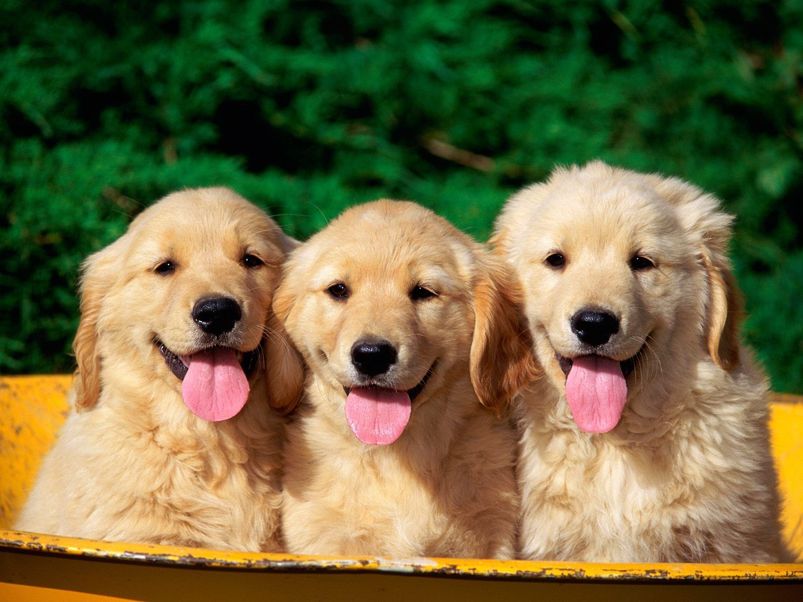 Cute Dogs Wallpapers | HD Wallpapers