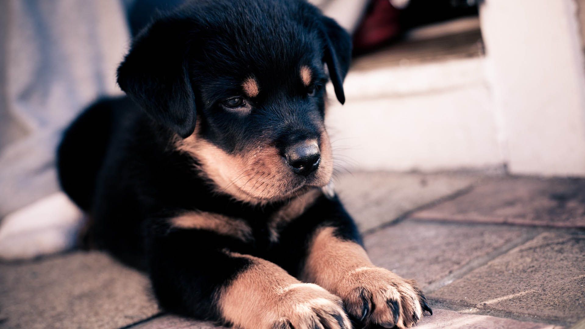 Cute Baby Dog Wallpaper Images - Ndemok.com