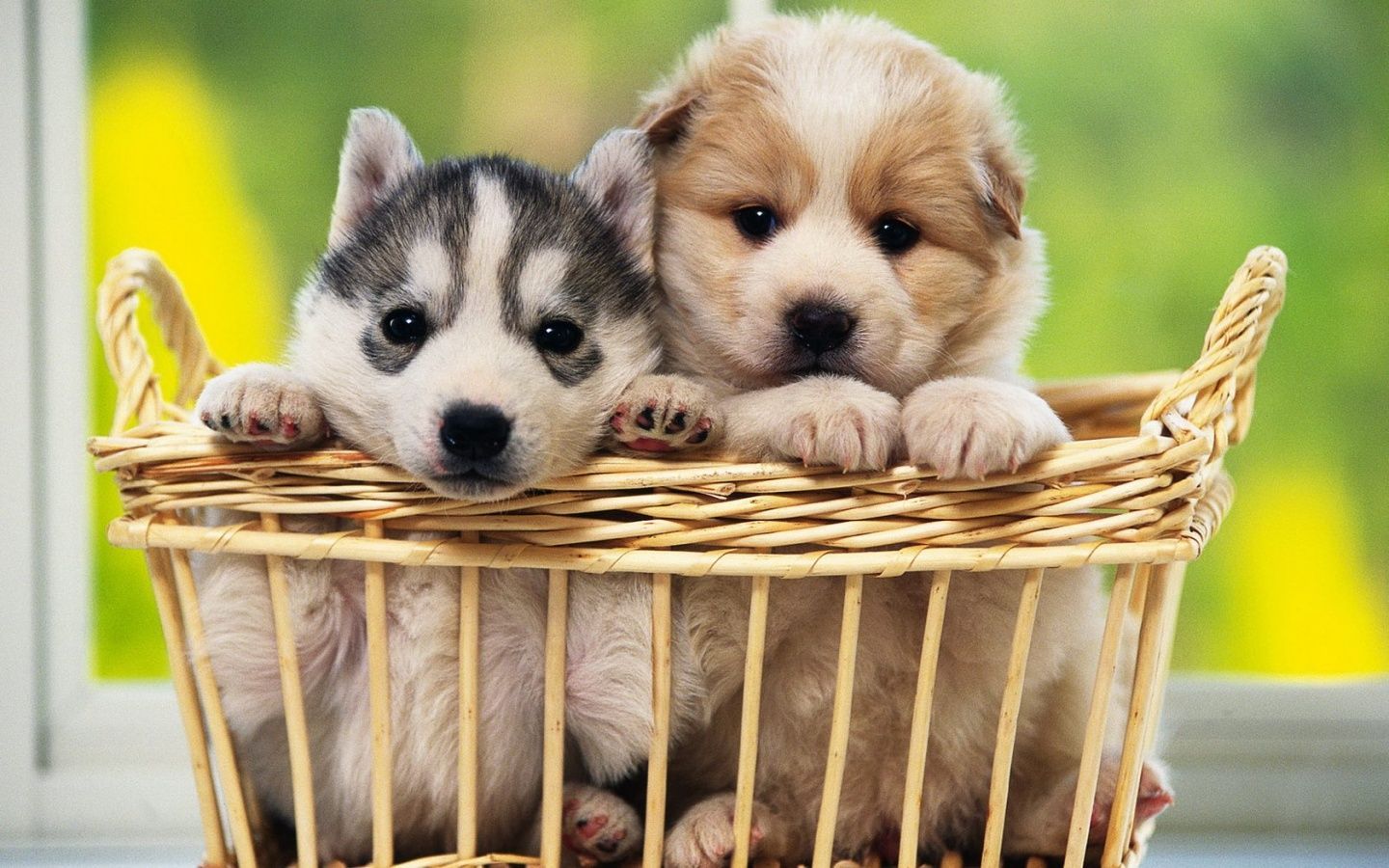 cute-baby-dogs-wallpaper.jpg