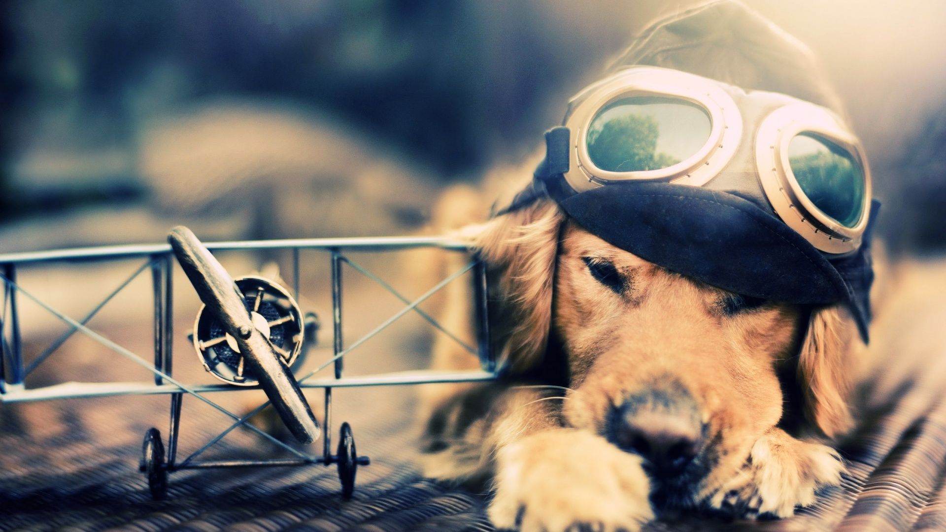 Cute Dogs HD Wallpapers #11201 Wallpaper | Download HD Wallpaper