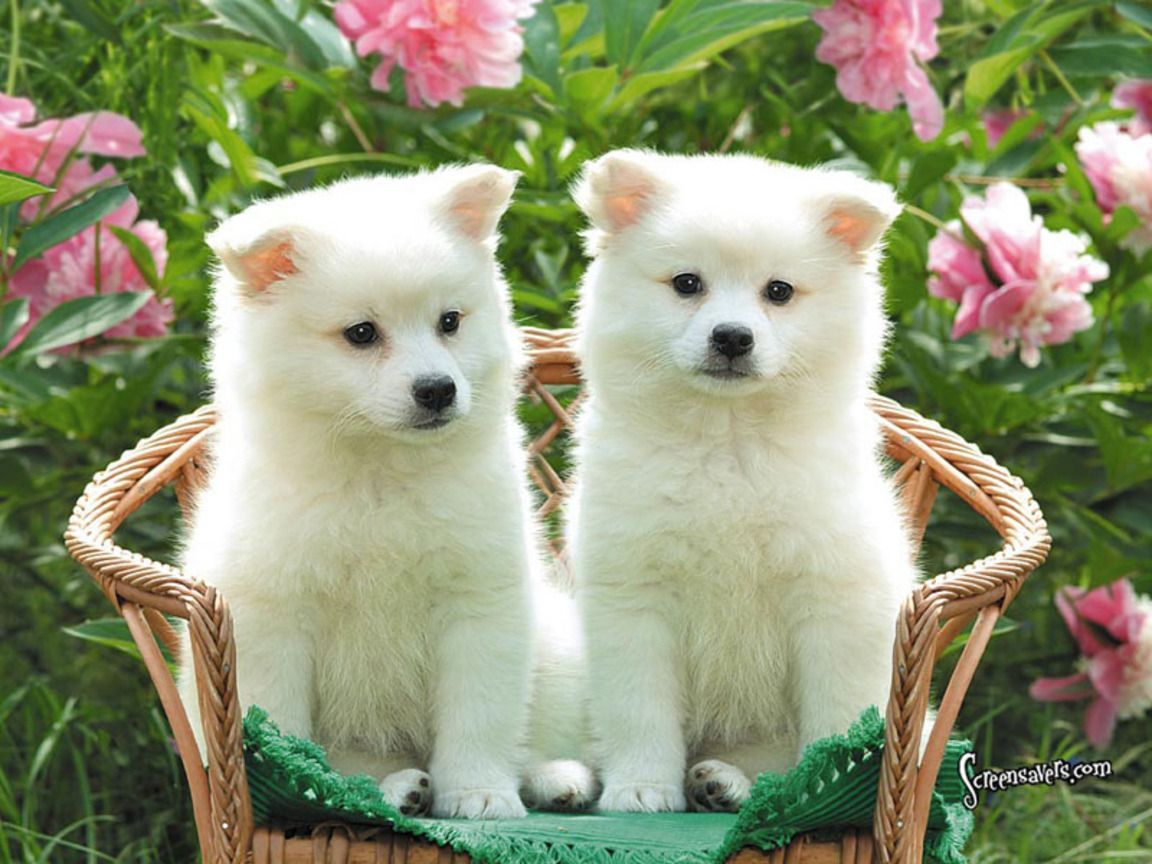 Download Free Cute Puppy Dog Wallpapers - The Quotes Land