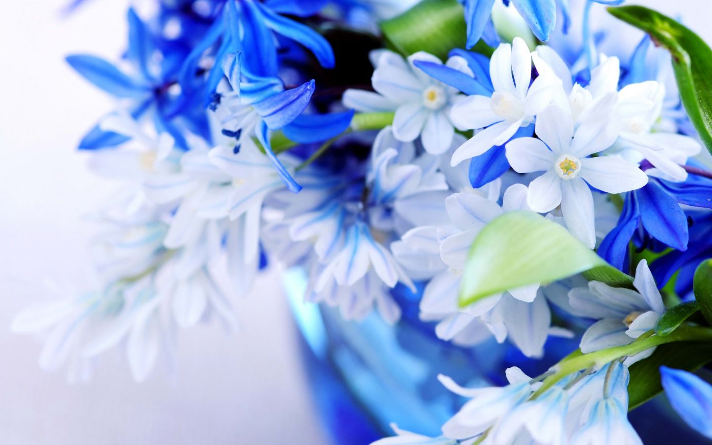 blue flowers images and wallpapers Download