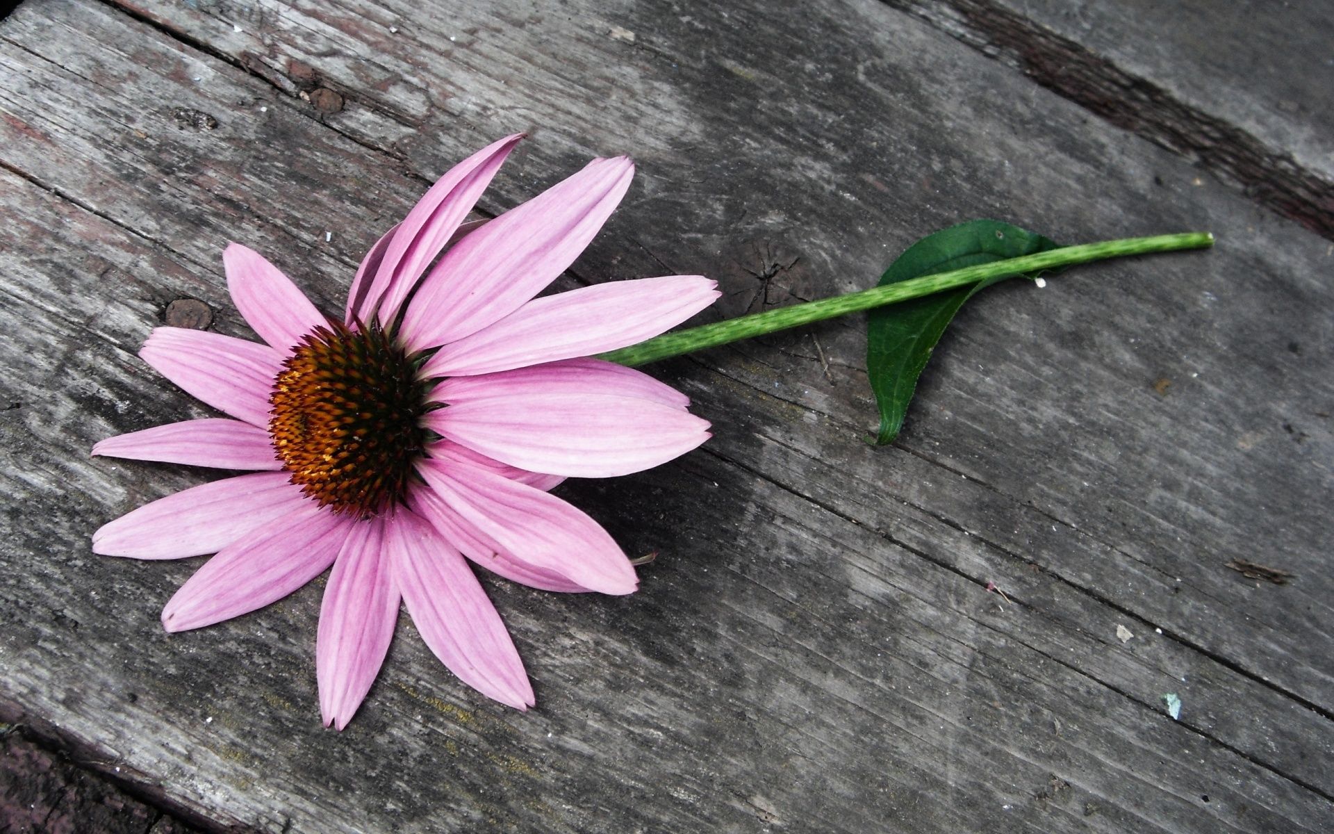 Pink Daisy Flower Wallpapers - 1920x1200 - 966191