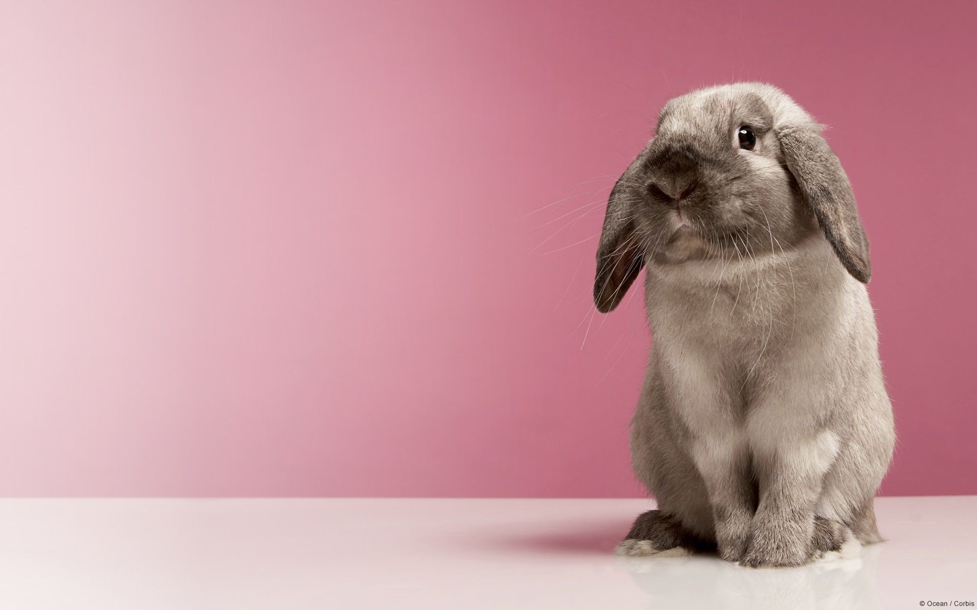 Gray, Rabbit, Pink, Background - Wallpapers – yoyowall.com