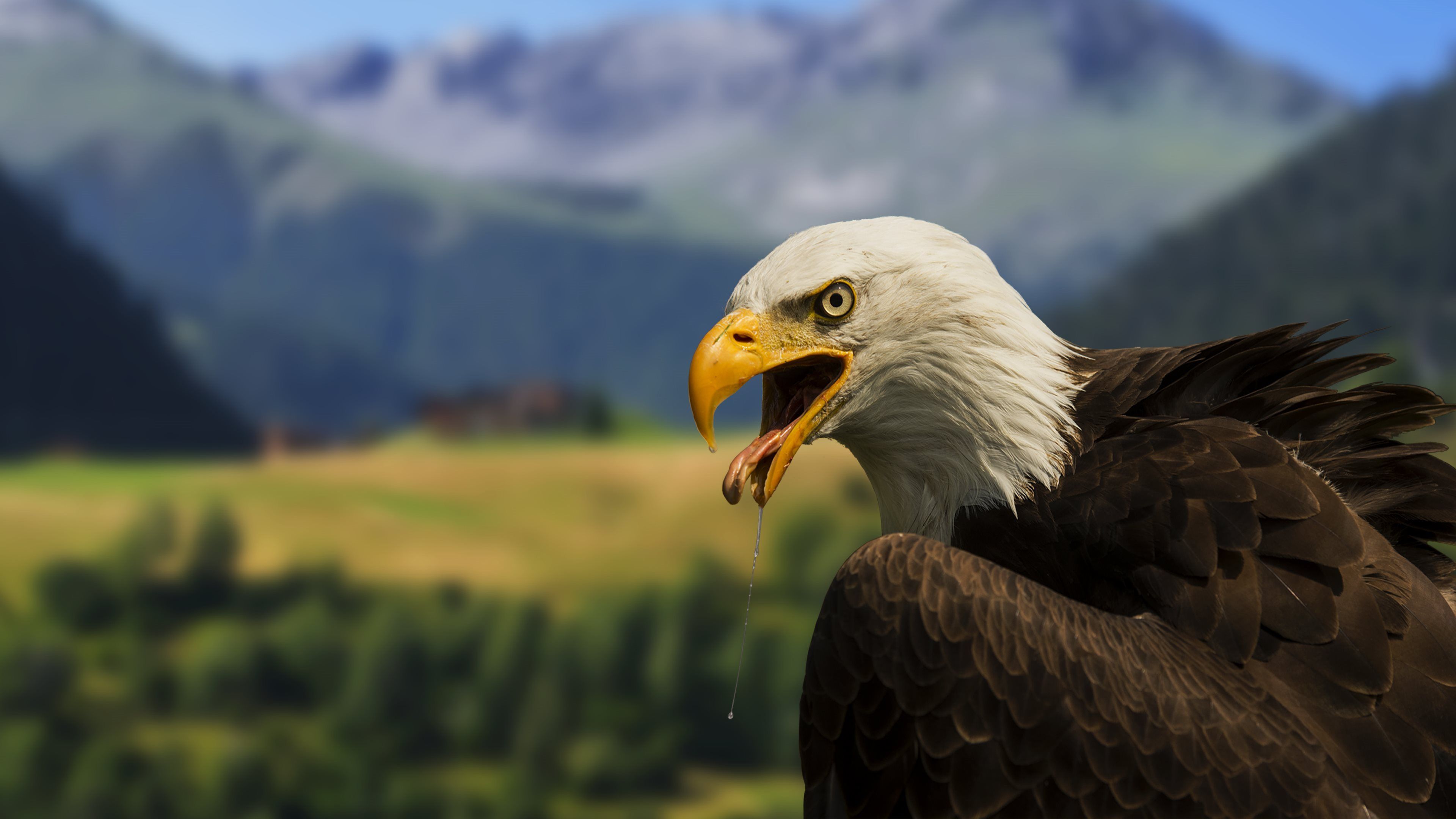 Bald Eagle Wallpapers :: HD Wallpapers