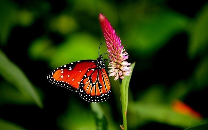 Butterfly nature animal forest color tree hdr ultrahd black white ...