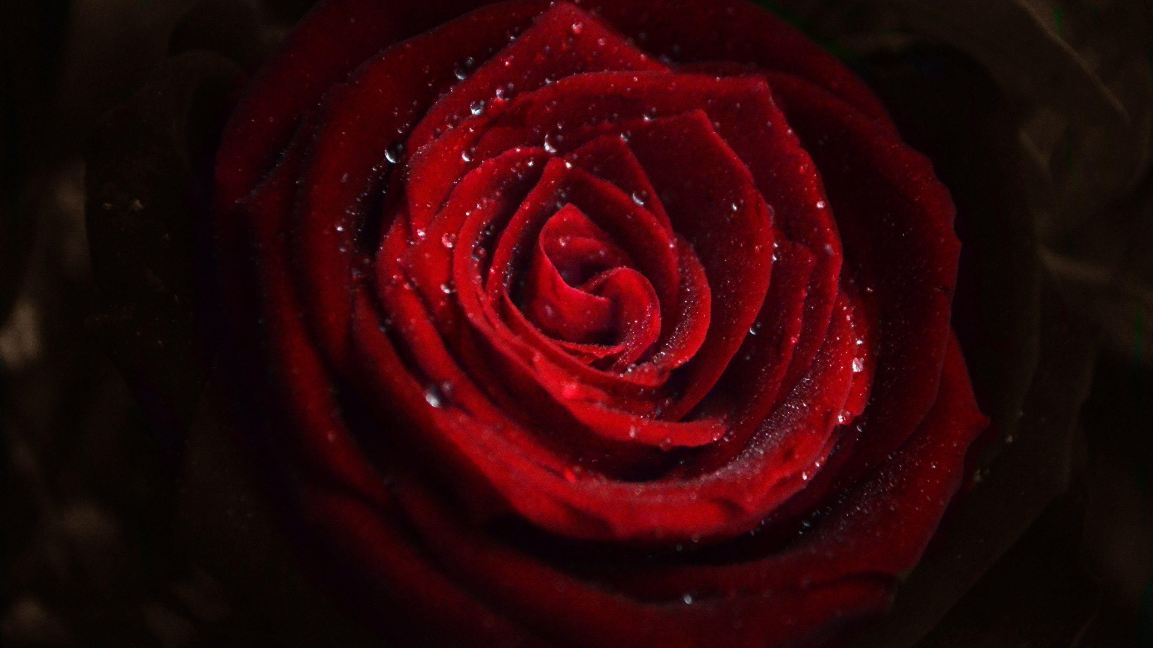 Rose_Flower_Water_Drops_UHD.jpg