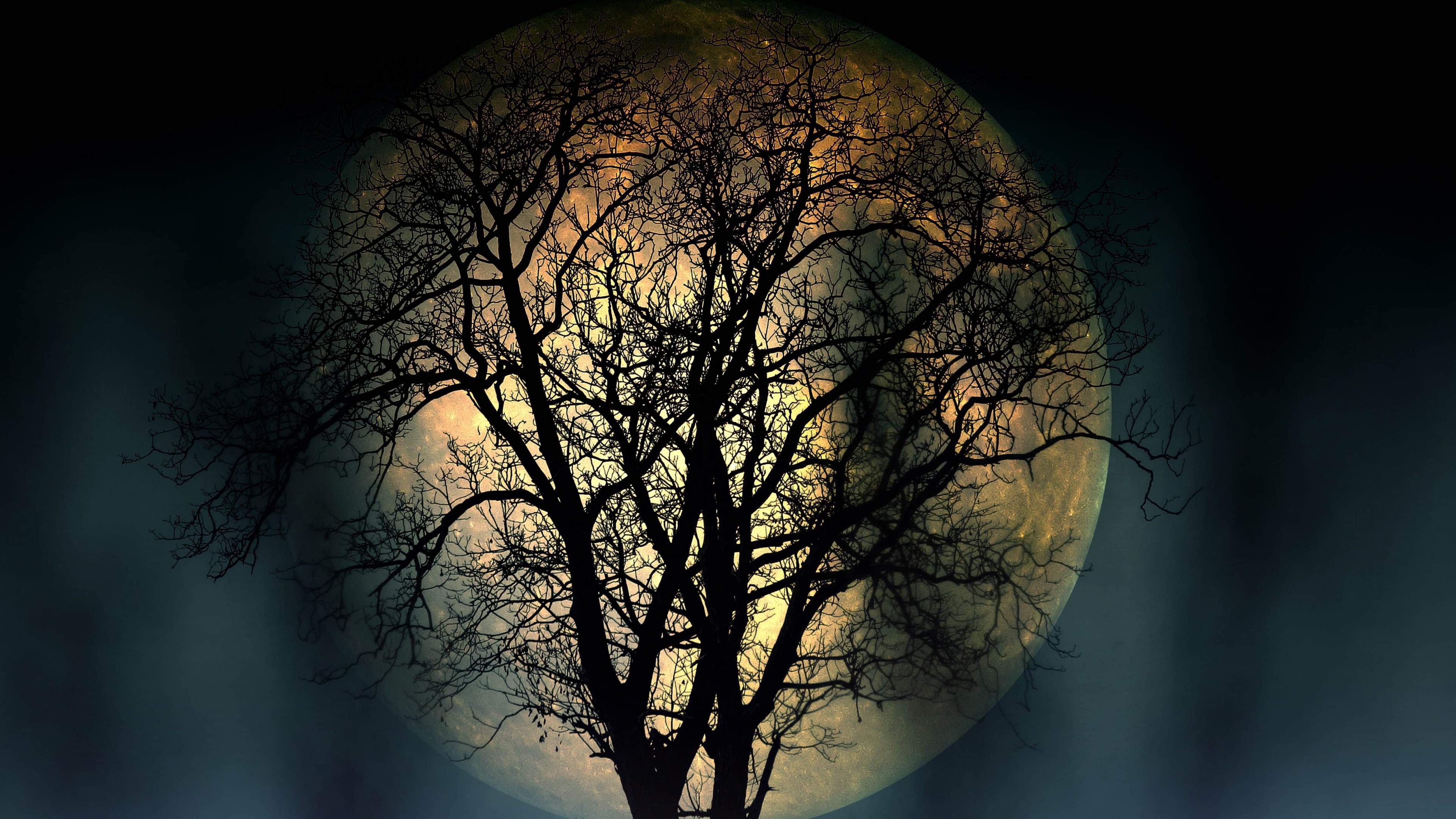 Tree full moon dark night 4k uhd high resolution wallpapers 3840x2160
