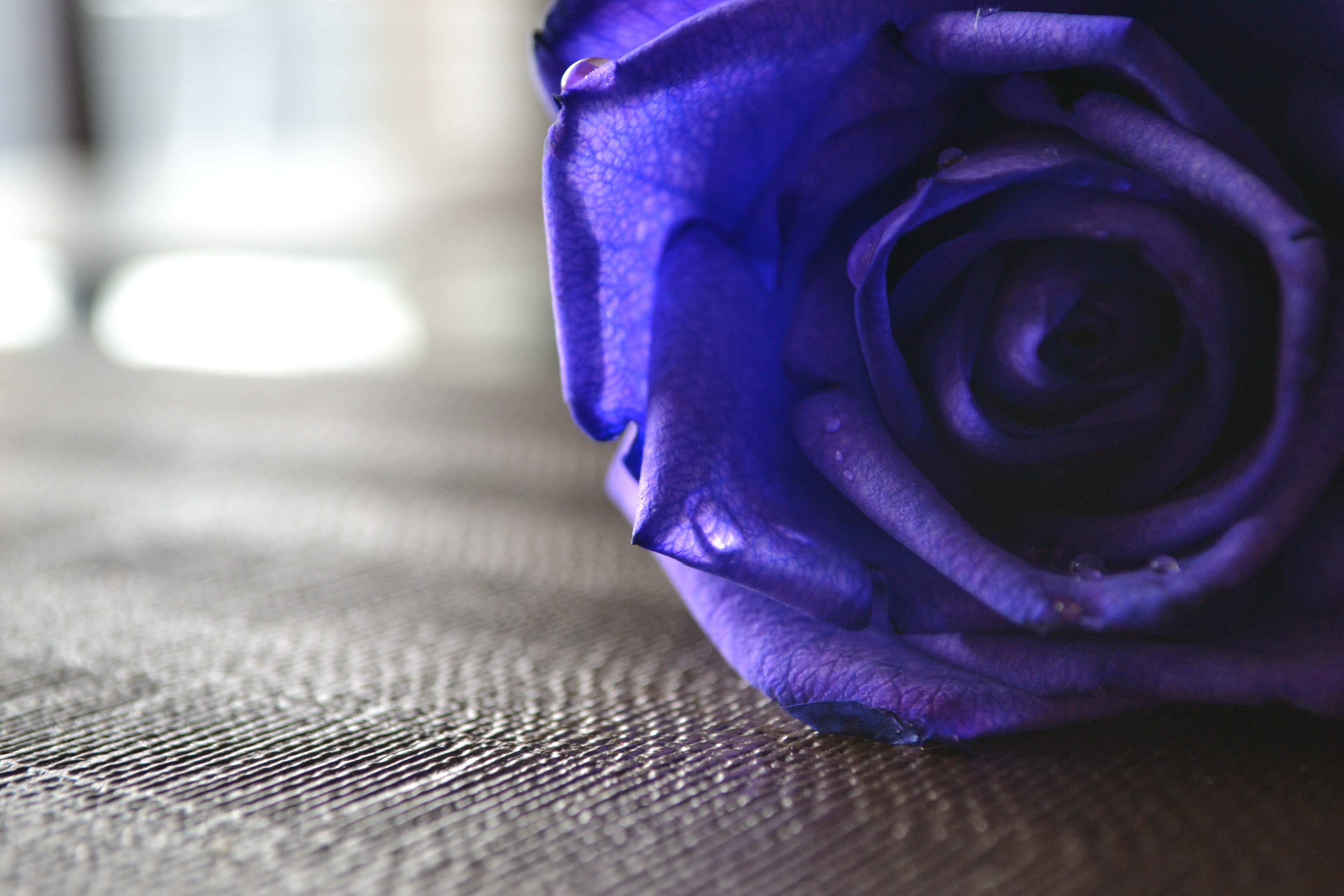 Purple Rose Hd New And Fb Cover S Wallpaper
