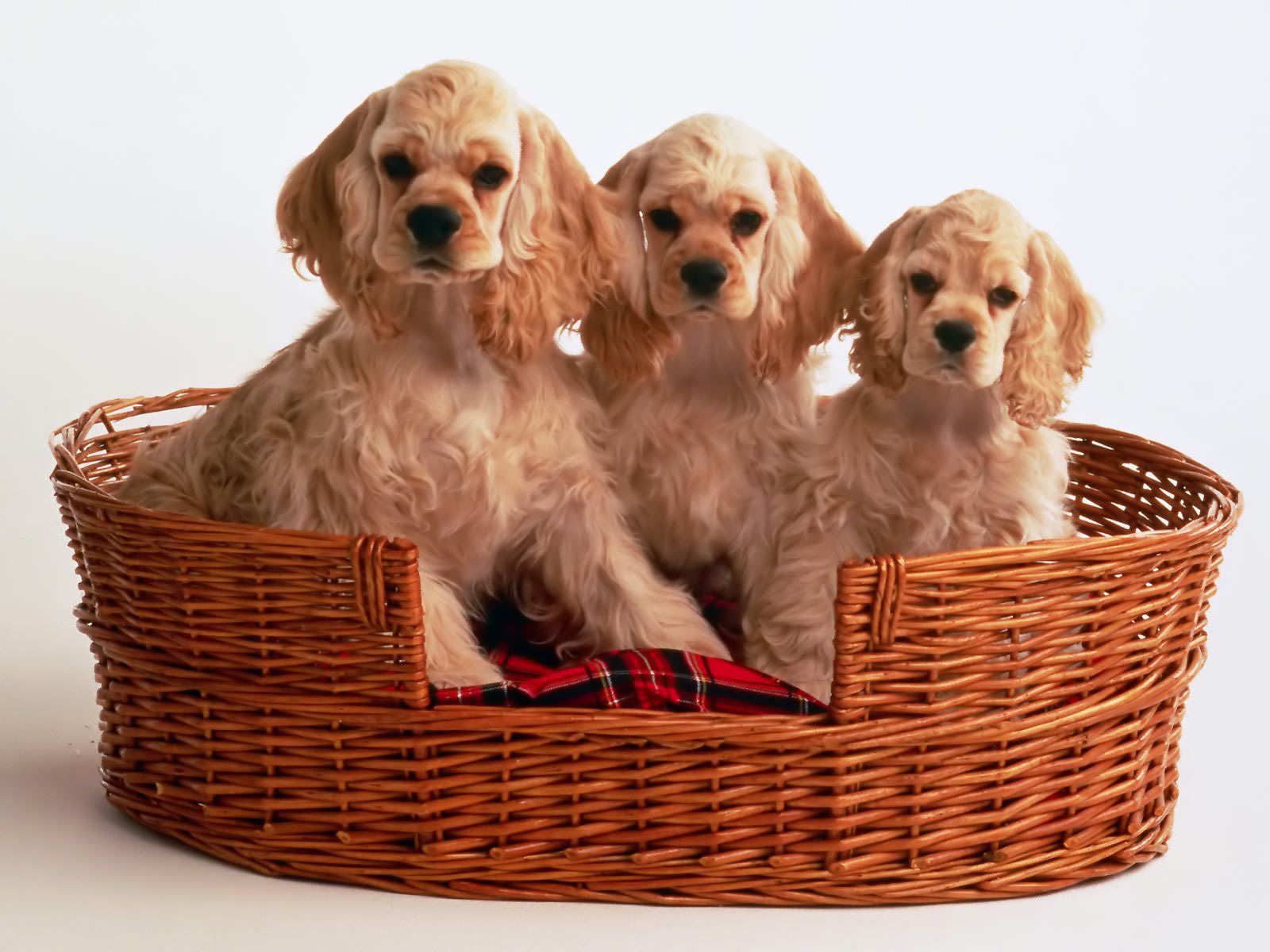 Cocker Spaniel Puppies - Puppies Wallpaper 9726097 - Fanpop