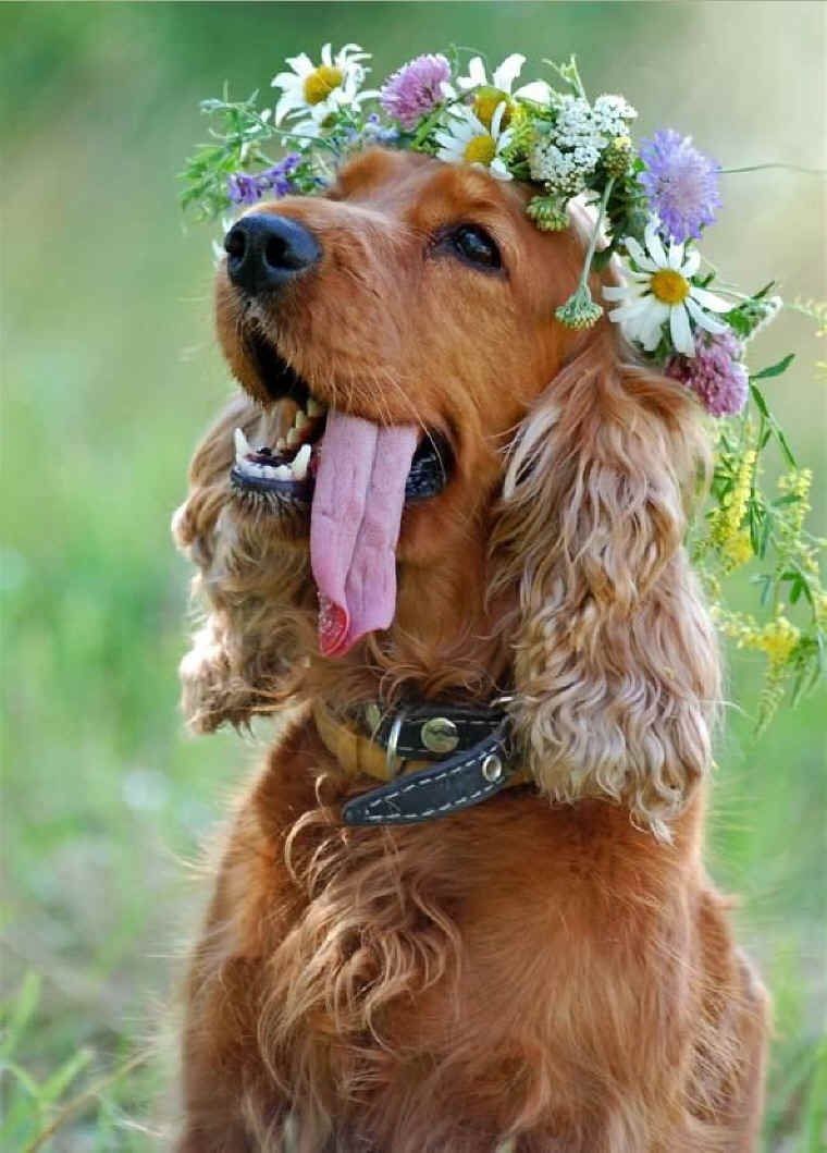 English Cocker Spaniel photos and wallpapers. The beautiful