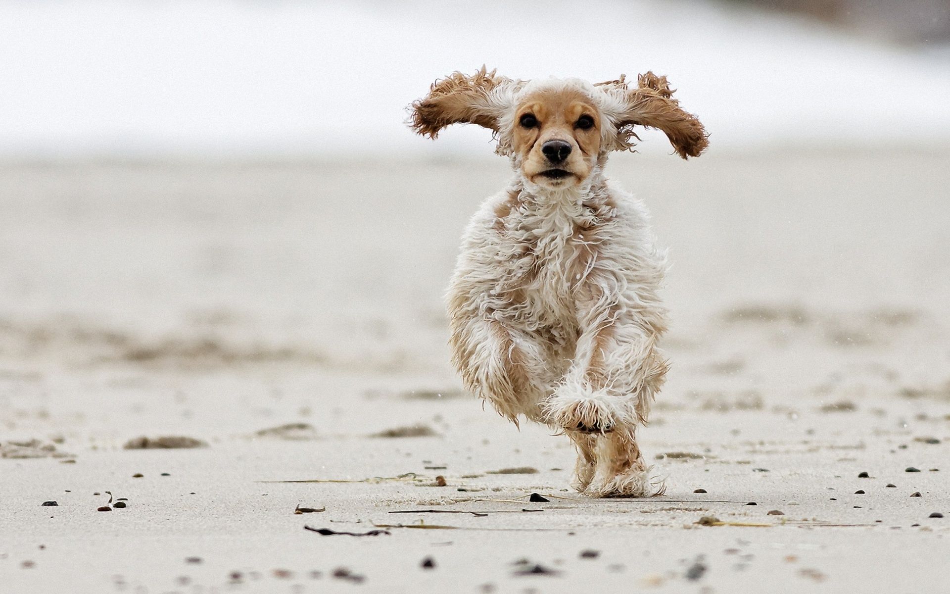 American Cocker Spaniel running on sand wallpapers and images ...