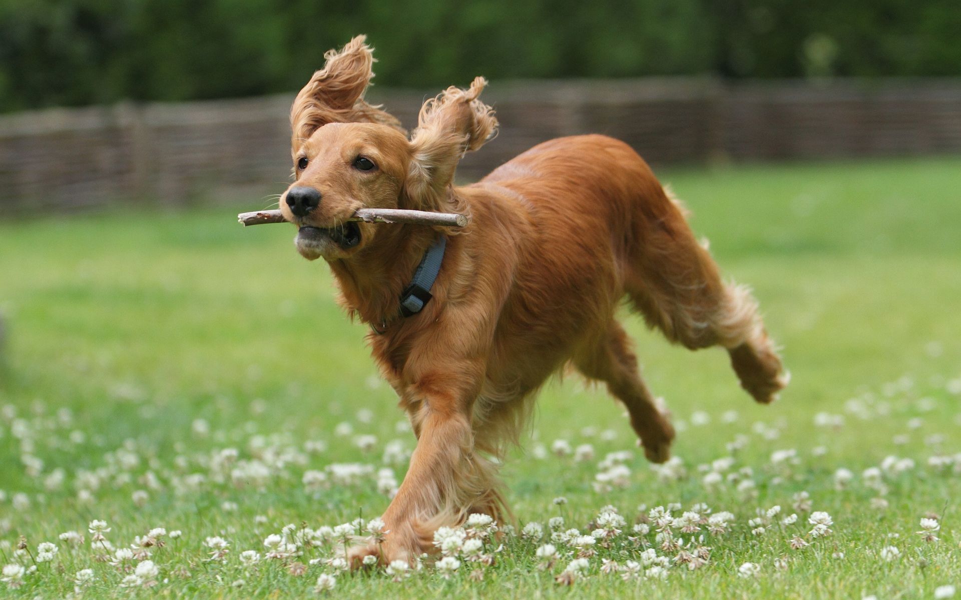 English Cocker Spaniel running in a field photo and wallpaper